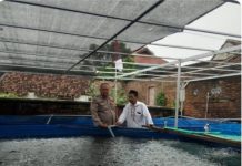 Budidaya Lele Warga Tambakan Berkembang Baik, Bhabinkamtibmas Dukung Program Pekarangan Bergizi