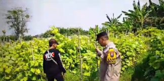 Tanaman Mentimun di Siyar Tumbuh Baik, Bhabinkamtibmas Dukung Ketahanan Pangan Bersama Warga