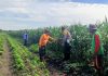 Pantau Jagung di Gempeng, Bhabinkamtibmas Perkuat Pendampingan Kelompok Tani