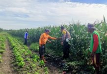 Pantau Jagung di Gempeng, Bhabinkamtibmas Perkuat Pendampingan Kelompok Tani