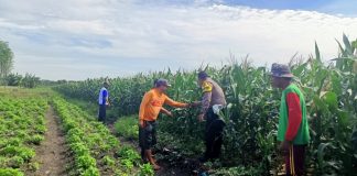 Pantau Jagung di Gempeng, Bhabinkamtibmas Perkuat Pendampingan Kelompok Tani