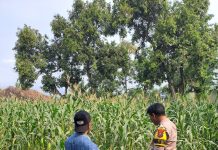 Bhabinkamtibmas Polsek Rembang Pantau Lahan Jagung Warga Dukung Asta Cita Ketahanan Pangan