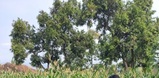Bhabinkamtibmas Polsek Rembang Pantau Lahan Jagung Warga Dukung Asta Cita Ketahanan Pangan