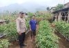 Bhabinkamtibmas Polsek Nongkojajar Dampingi Warga Pantau Tanaman Tomat Dukung Program Ketahanan Pangan Nasional