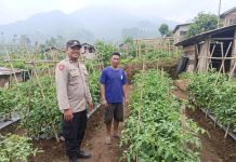 Bhabinkamtibmas Polsek Nongkojajar Dampingi Warga Pantau Tanaman Tomat Dukung Program Ketahanan Pangan Nasional