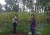 Tanaman Tomat di Pungging Tumbuh Baik, Bhabinkamtibmas Dukung Suksesnya Ketahanan Pangan Nasional