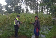 Tanaman Tomat di Pungging Tumbuh Baik, Bhabinkamtibmas Dukung Suksesnya Ketahanan Pangan Nasional
