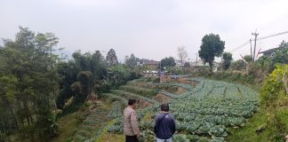 Bhabinkamtibmas Blarang Rutin Monitoring Tanaman Kubis Agar Tumbuh Sesuai Harapan