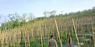 Bhabinkamtibmas Dukung Budidaya Tanaman Cabai di Lahan P2B di Gendro