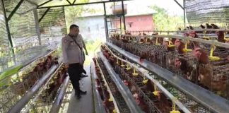 Bhabinkamtibmas Polsek Rembang Laporkan Budidaya Ayam Petelur di Kalisat Tumbuh Sehat