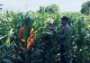 Tanaman Jagung di Dukuhsari Tumbuh Subur, Bhabinkamtibmas Dorong Pemanfaatan Lahan Produktif