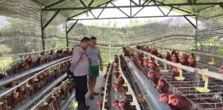 Budidaya Ayam Petelur di Desa Pejangkungan Berkembang Baik, Bhabinkamtibmas Dukung Ketahanan Pangan