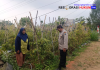 Bhabinkamtibmas Polsek Nongkojajar Pantau Tanaman Cabe, Dukung Program Ketahanan Pangan Nasional