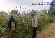 Bhabinkamtibmas Polsek Nongkojajar Pantau Tanaman Cabe, Dukung Program Ketahanan Pangan Nasional