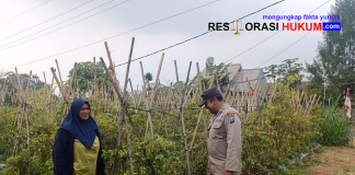 Bhabinkamtibmas Polsek Nongkojajar Pantau Tanaman Cabe, Dukung Program Ketahanan Pangan Nasional
