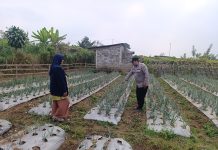 Bhabinkamtibmas Nongkojajar Pantau Tanaman Bawang Merah, Dukung Ketahanan Pangan Nasional