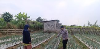 Bhabinkamtibmas Nongkojajar Pantau Tanaman Bawang Merah, Dukung Ketahanan Pangan Nasional