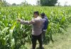 Bhabinkamtibmas Sukorejo Pantau Pertumbuhan Tanaman Jagung, Dukung Program Ketahanan Pangan