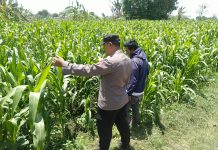 Bhabinkamtibmas Sukorejo Pantau Pertumbuhan Tanaman Jagung, Dukung Program Ketahanan Pangan