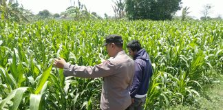 Bhabinkamtibmas Sukorejo Pantau Pertumbuhan Tanaman Jagung, Dukung Program Ketahanan Pangan