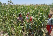 Polsek Sukorejo Dampingi Kelompok Tani Manfaatkan Lahan Produktif untuk Ketahanan Pangan