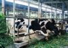 Dukung Progam Ketahanan Pangan Nasional, Pemkab Pasuruan Siap Realisasikan 60 Sapi Perah Grati