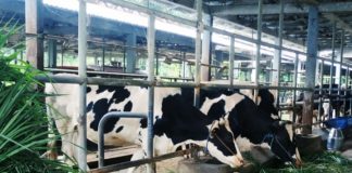 Dukung Progam Ketahanan Pangan Nasional, Pemkab Pasuruan Siap Realisasikan 60 Sapi Perah Grati