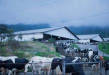1 BULAN DIAM! PT GREENFIELDS INDONESIA ABAIKAN SURAT KONFIRMASI SAPI AFKIR DARI MEDIA