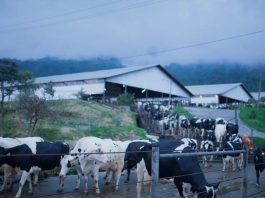1 BULAN DIAM! PT GREENFIELDS INDONESIA ABAIKAN SURAT KONFIRMASI SAPI AFKIR DARI MEDIA