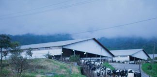 1 BULAN DIAM! PT GREENFIELDS INDONESIA ABAIKAN SURAT KONFIRMASI SAPI AFKIR DARI MEDIA