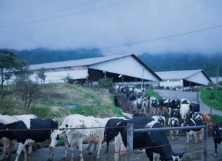 1 BULAN DIAM! PT GREENFIELDS INDONESIA ABAIKAN SURAT KONFIRMASI SAPI AFKIR DARI MEDIA