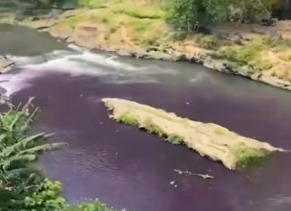 HEBOH! Sungai Brantas di Malang Jadi Ungu Pekat Seperti Darah, Warga Spill Sumbernya: Limbah Pabrik Kulit Ciptomulyo Lewat Kali Badek