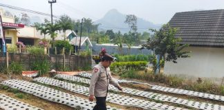 Polsek Nongkojajar Dukung Ketahanan Pangan Nasional, Pantau dan Rawat Tanaman Bawang Putih di Desa Tlogosari