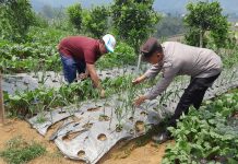 Polsek Nongkojajar Dukung Ketahanan Pangan Nasional, Bhabinkamtibmas Pantau Tanaman Bawang Putih di Tlogosari
