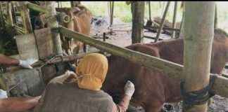 DKP3 Kabupaten Pasuruan Berhasil Tekan Angka Kasus PMK dan LSD